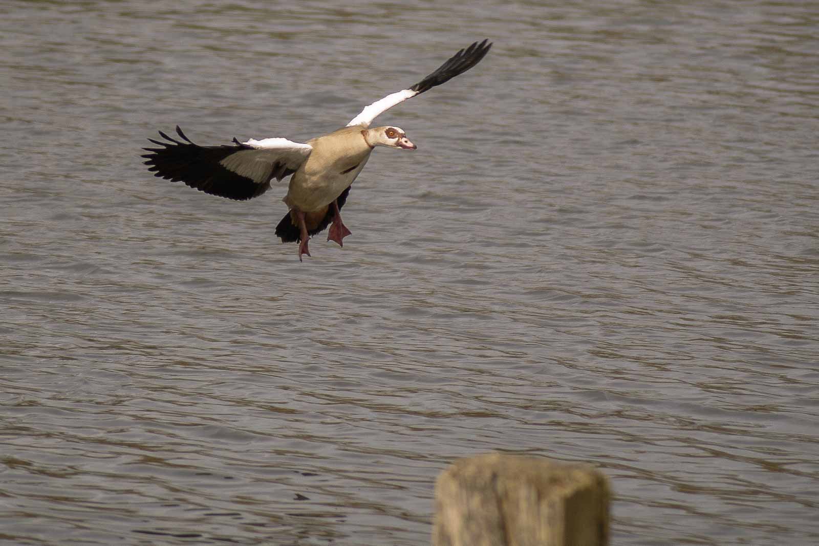 2016-04-03 – Uemminger See