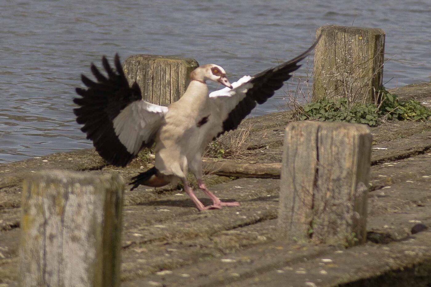 2016-04-03 - Uemminger See Bochum -