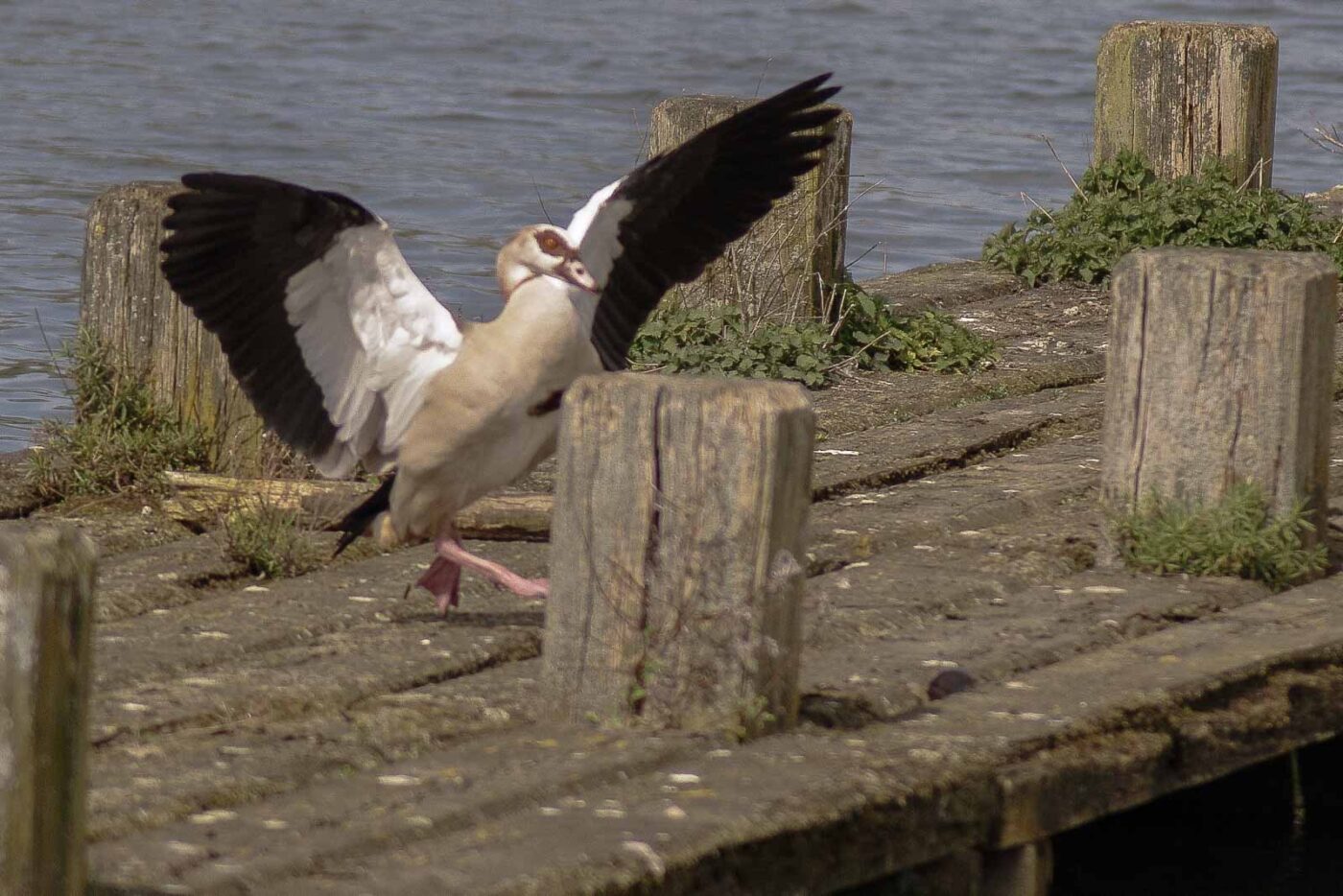 2016-04-03 - Uemminger See Bochum -