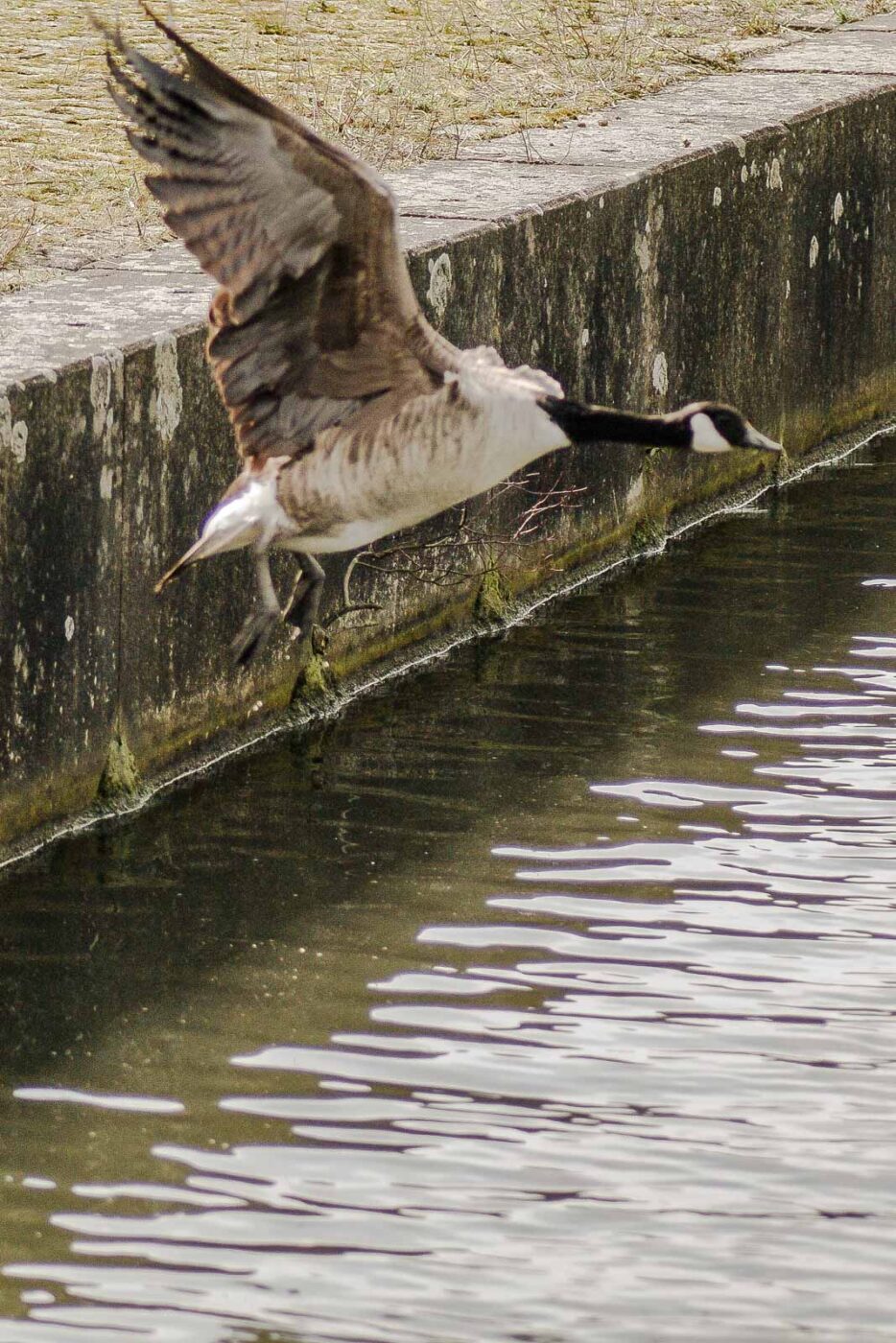 2016-04-03 - Uemminger See Bochum -
