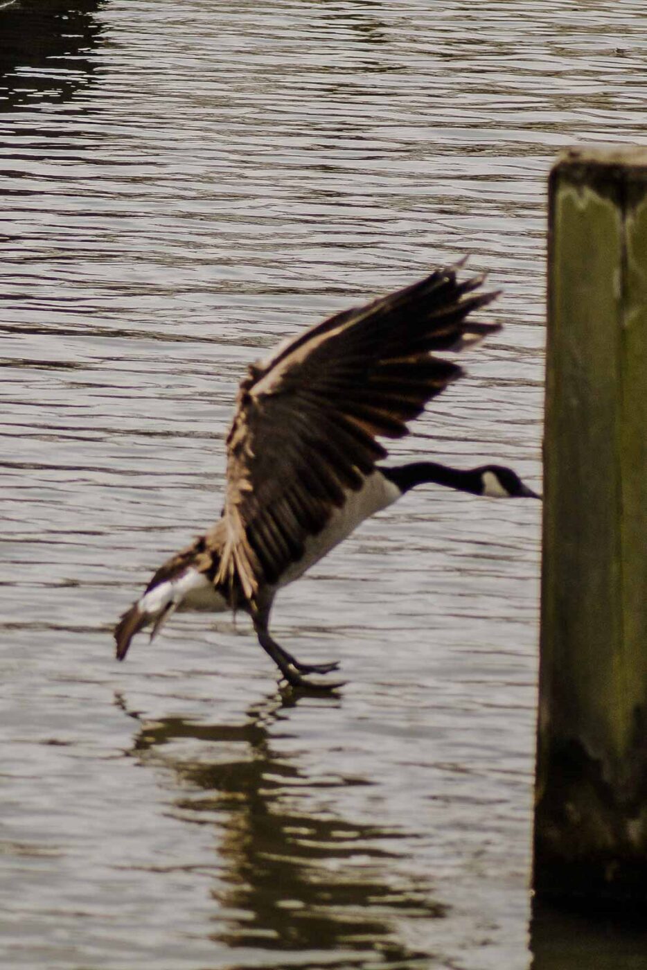 2016-04-03 - Uemminger See Bochum -