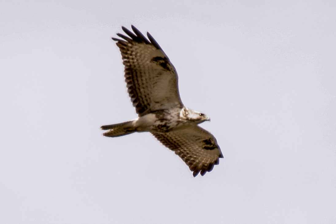 2016-04-03 - Uemminger See Bochum -