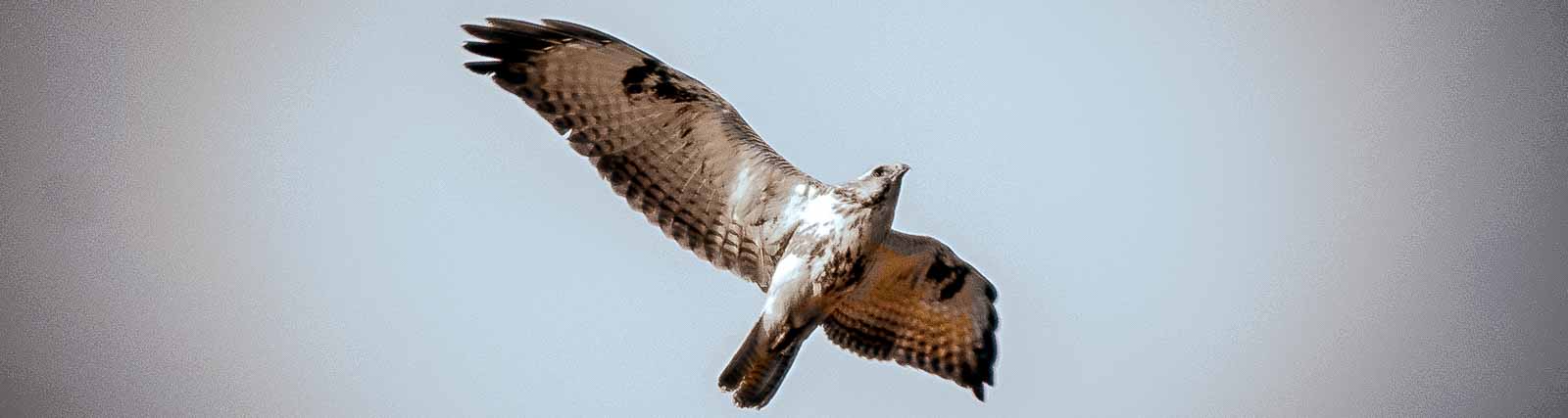 °mäusebussard°