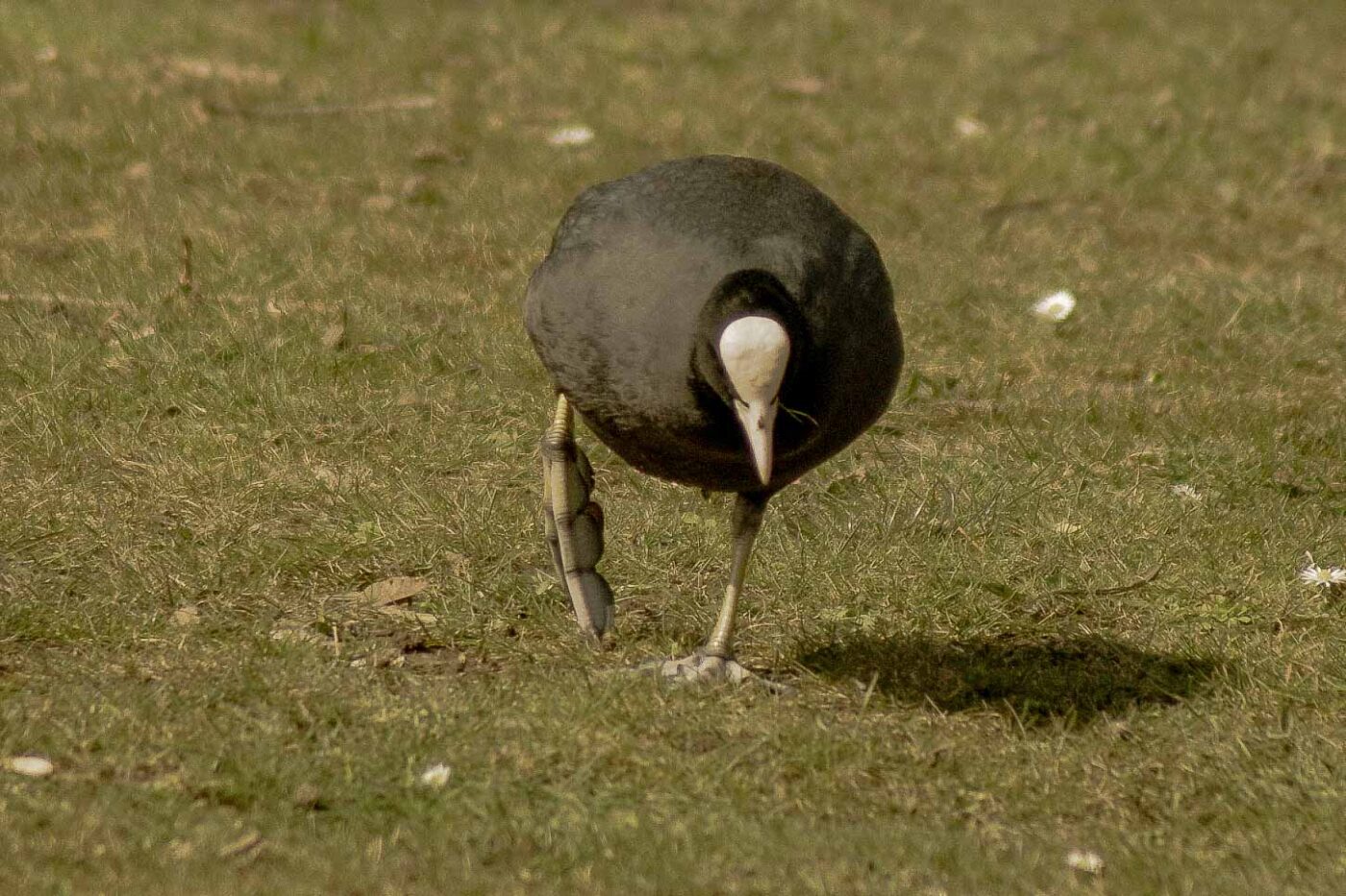2016-04-03 - Uemminger See Bochum -