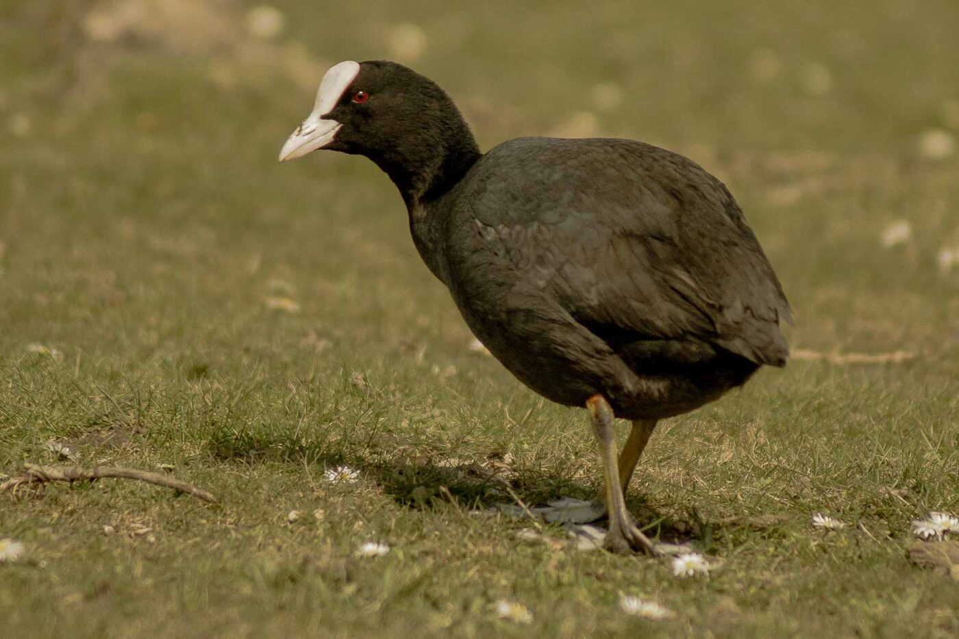 2016-04-03 - Uemminger See Bochum -