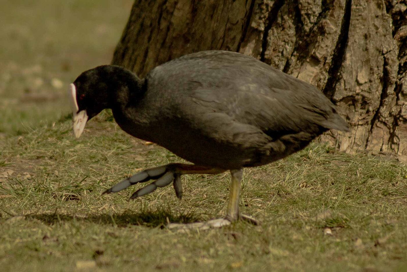 2016-04-03 - Uemminger See Bochum -