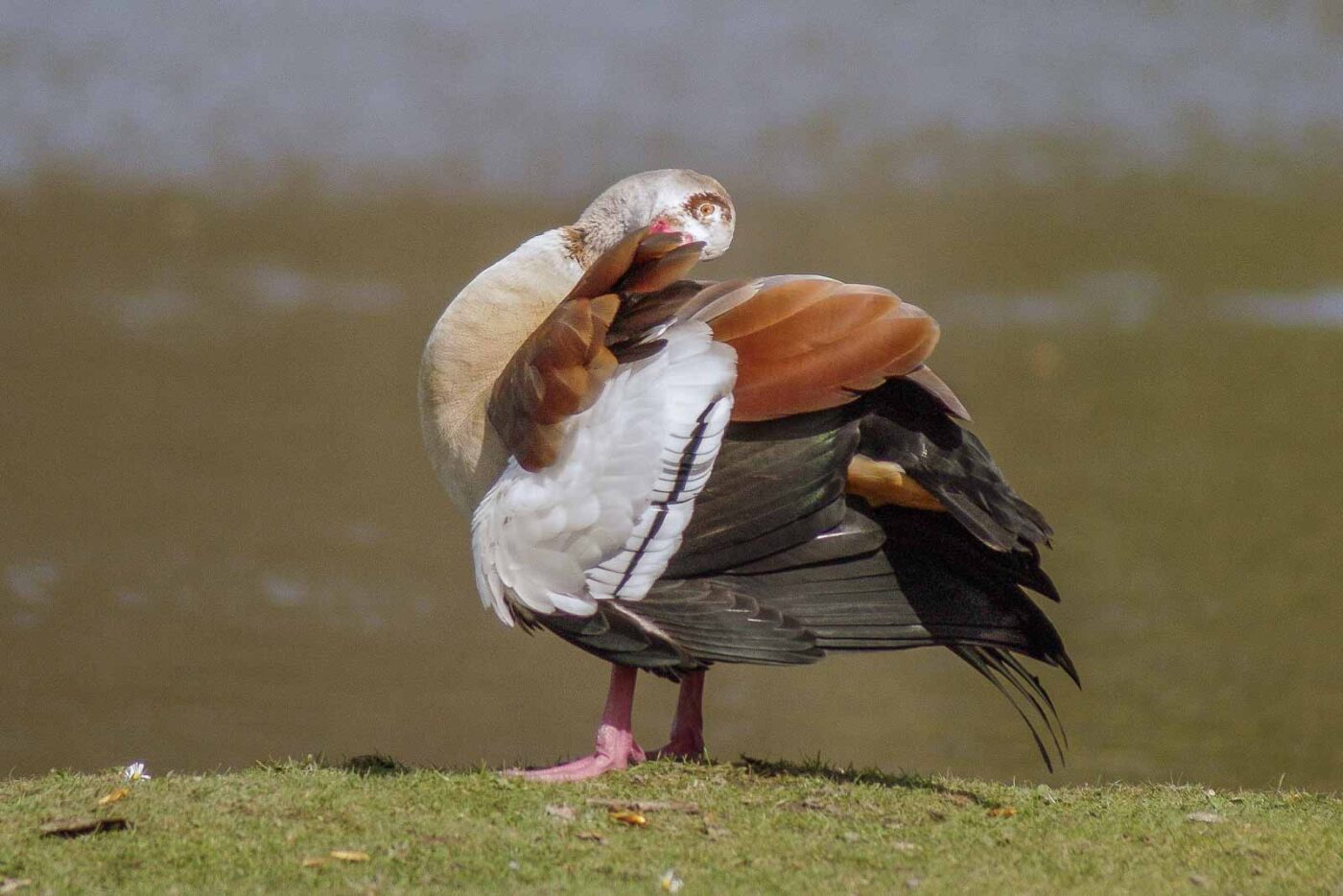 2016-04-03 - Uemminger See Bochum -