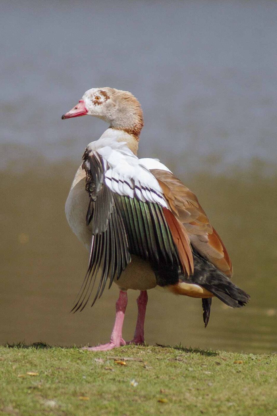 2016-04-03 - Uemminger See Bochum -