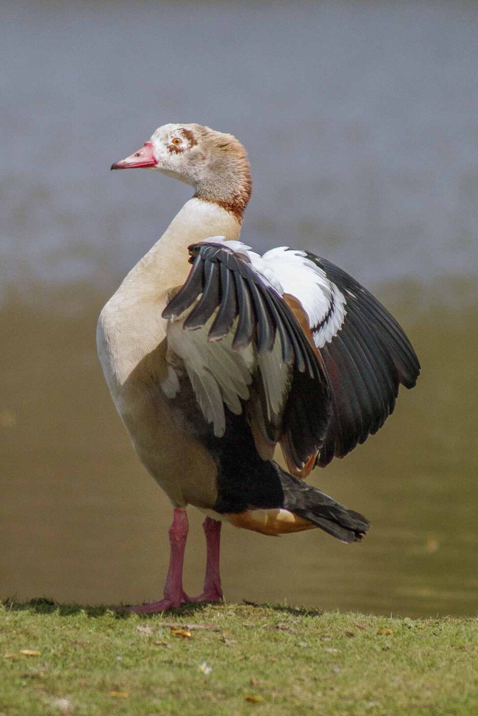 2016-04-03 - Uemminger See Bochum -