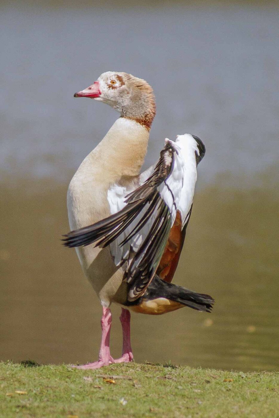 2016-04-03 - Uemminger See Bochum -