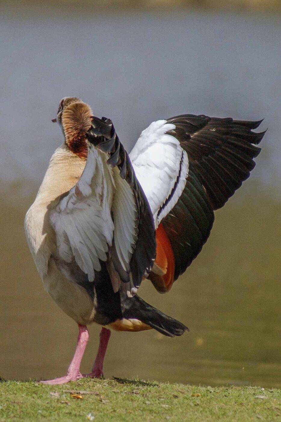 2016-04-03 - Uemminger See Bochum -