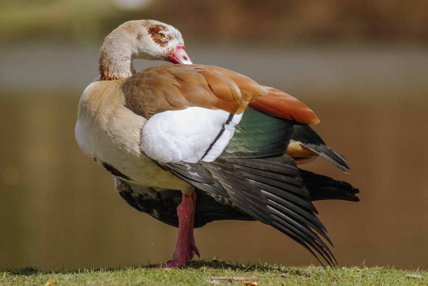 2016-04-03 - Uemminger See Bochum -