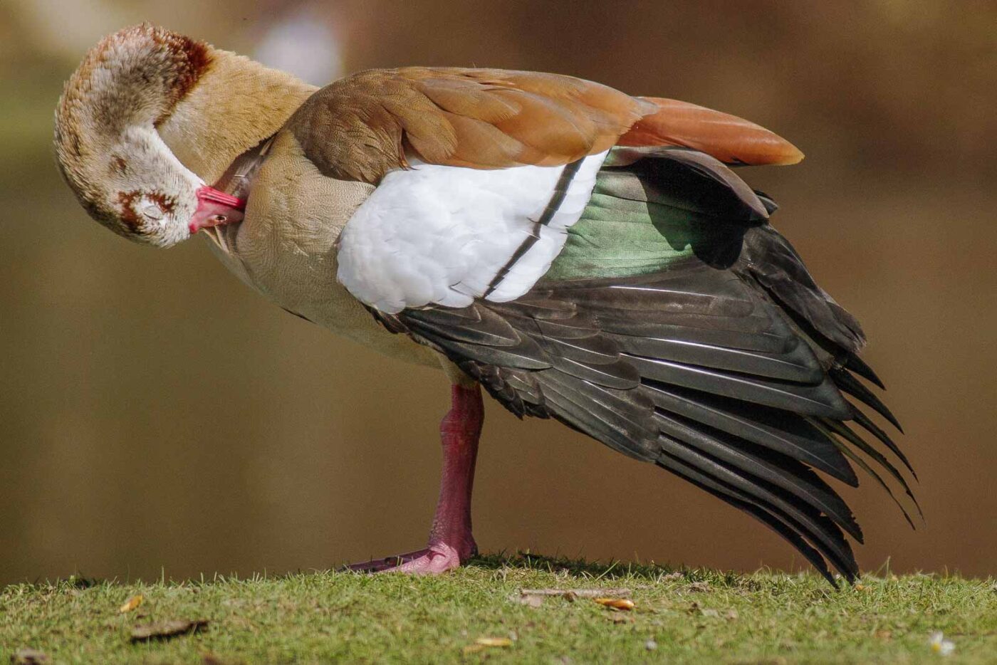 2016-04-03 - Uemminger See Bochum -