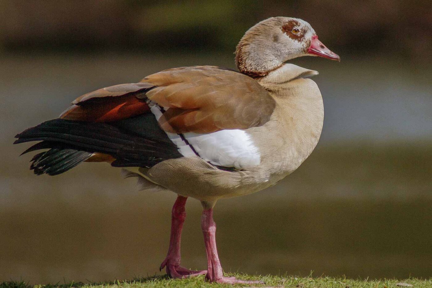 2016-04-03 - Uemminger See Bochum -