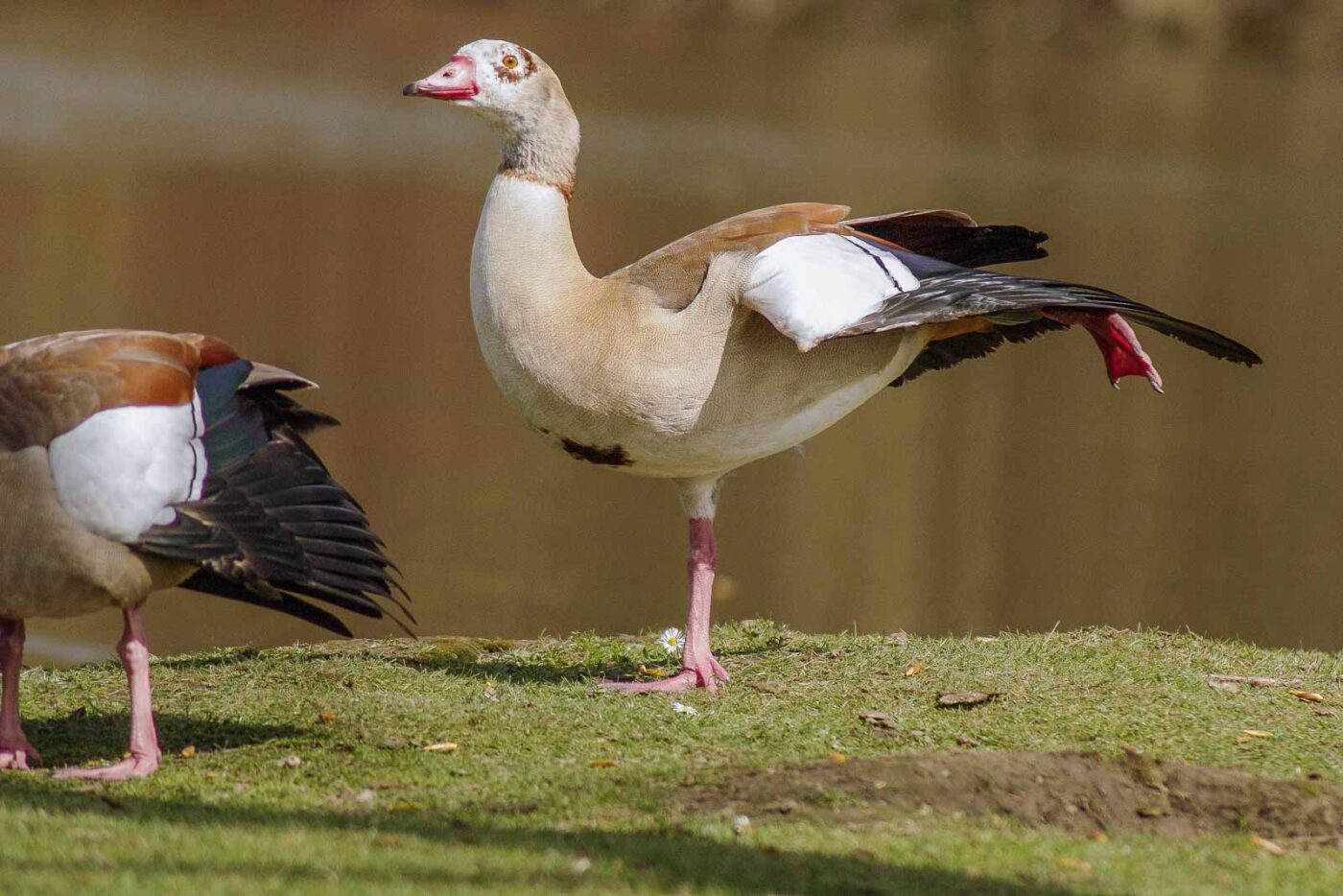 2016-04-03 - Uemminger See Bochum -