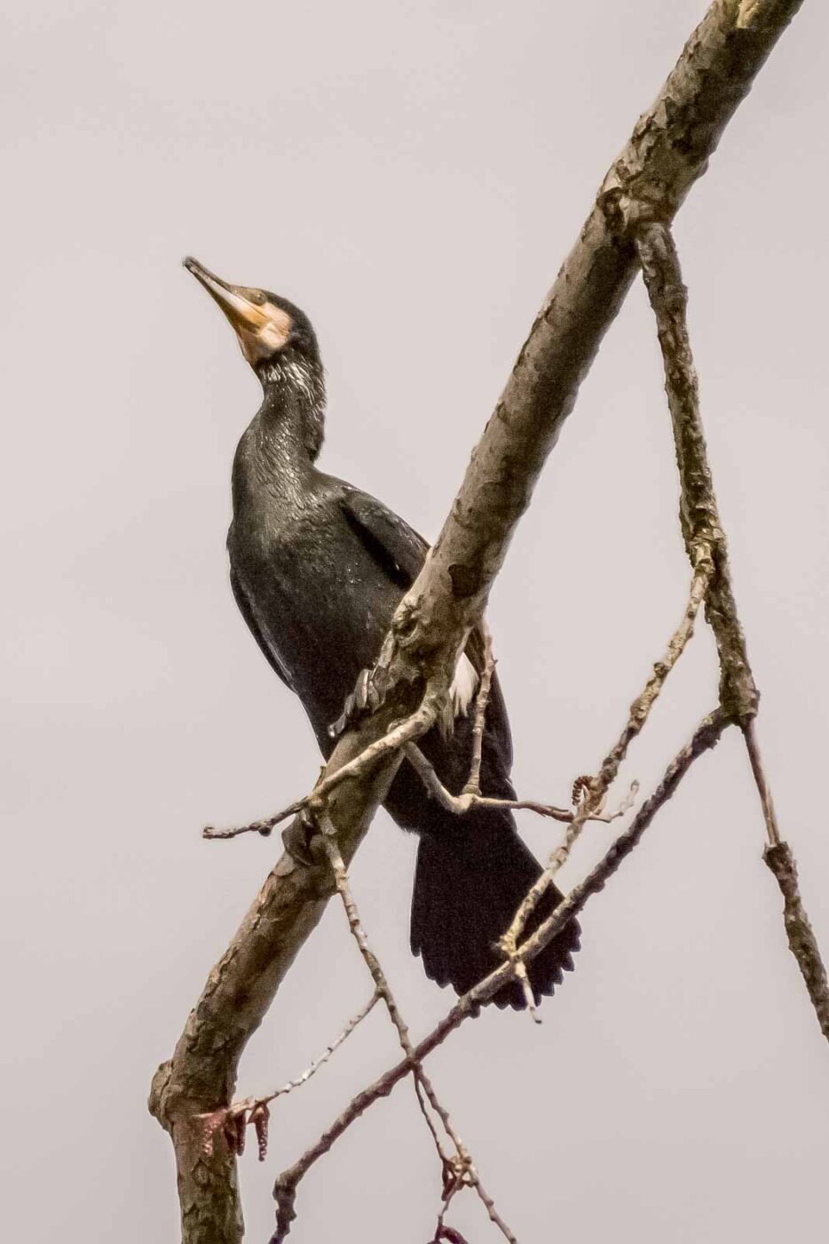 2016-04-03 - Uemminger See Bochum -