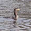 2016-04-03 - Uemminger See Bochum -