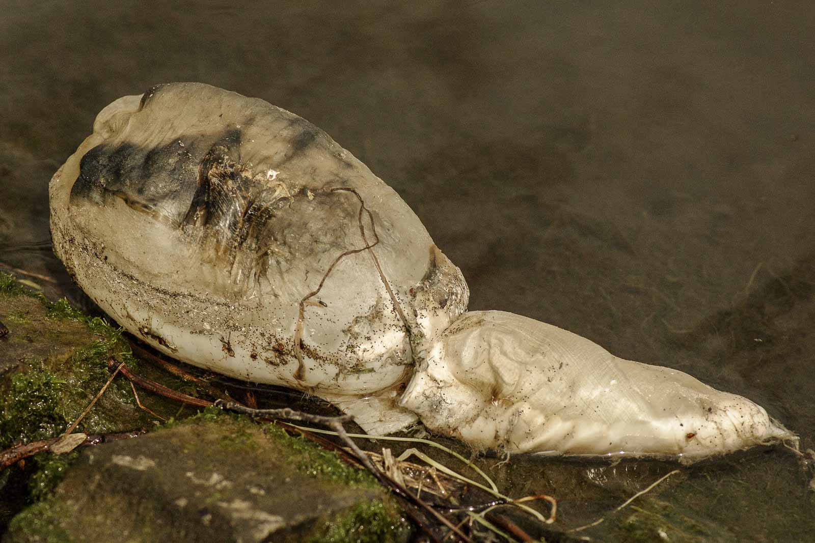 °teichkarpfen°