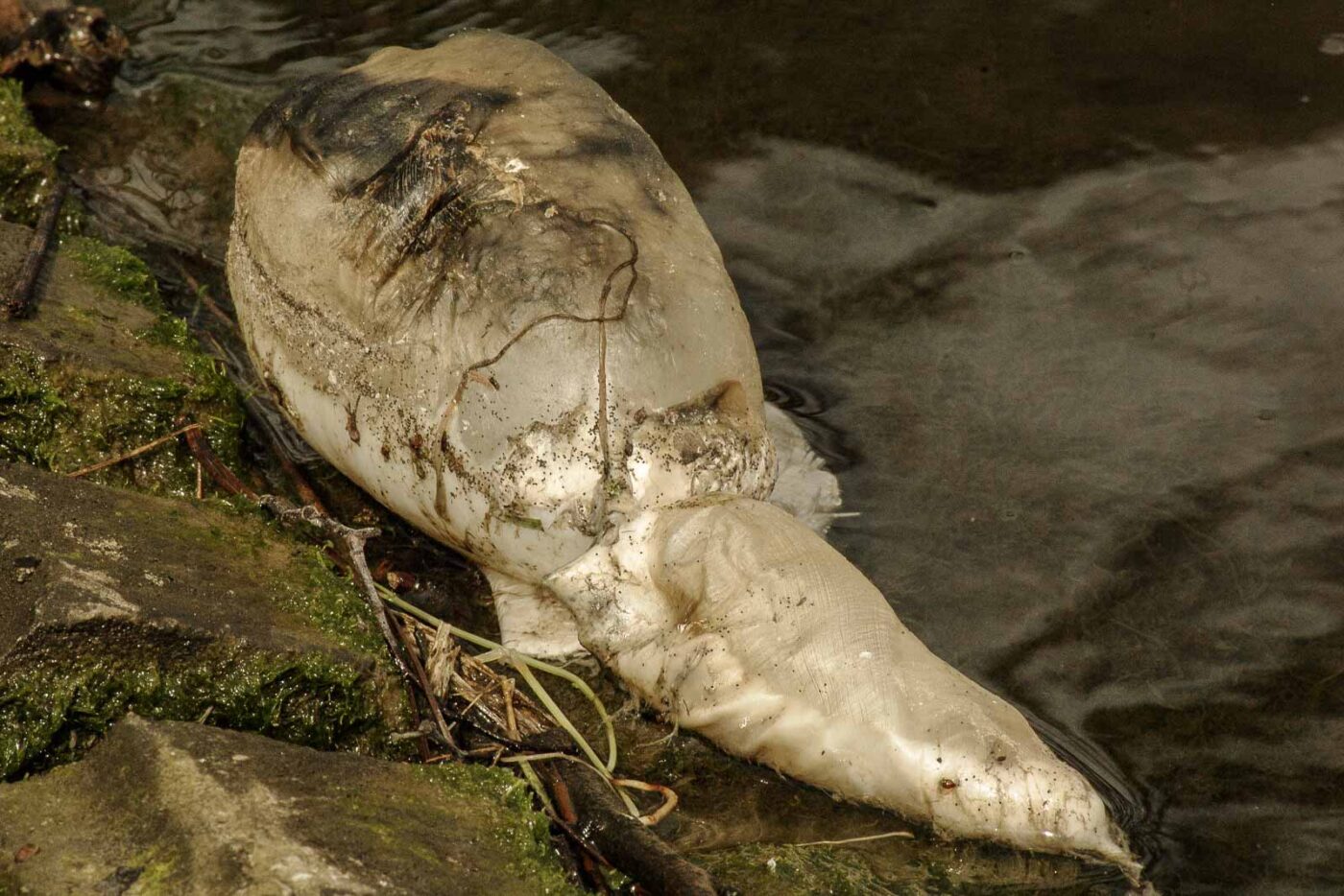 2016-04-03 - Uemminger See Bochum -