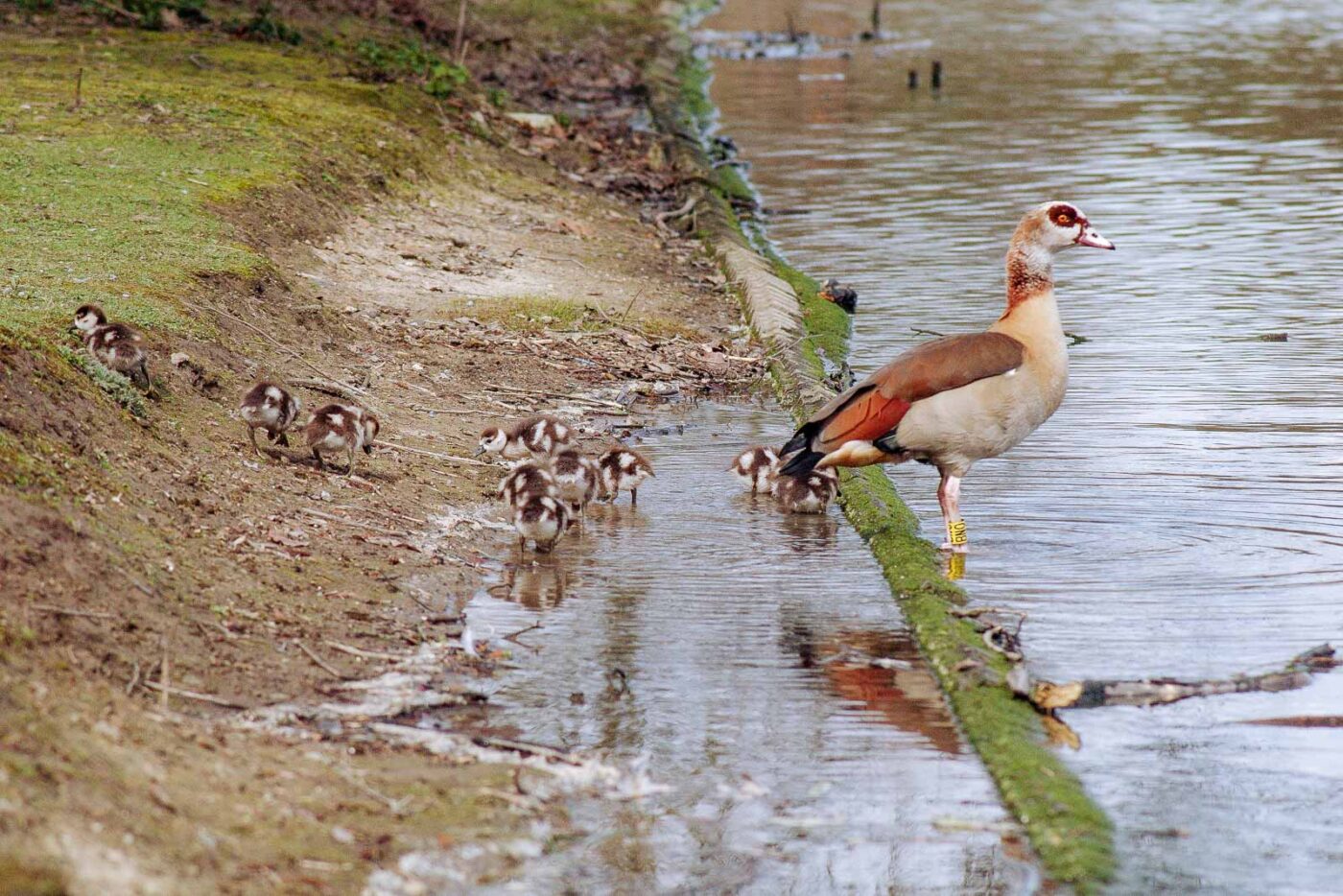 2016-04-03 - Uemminger See Bochum -
