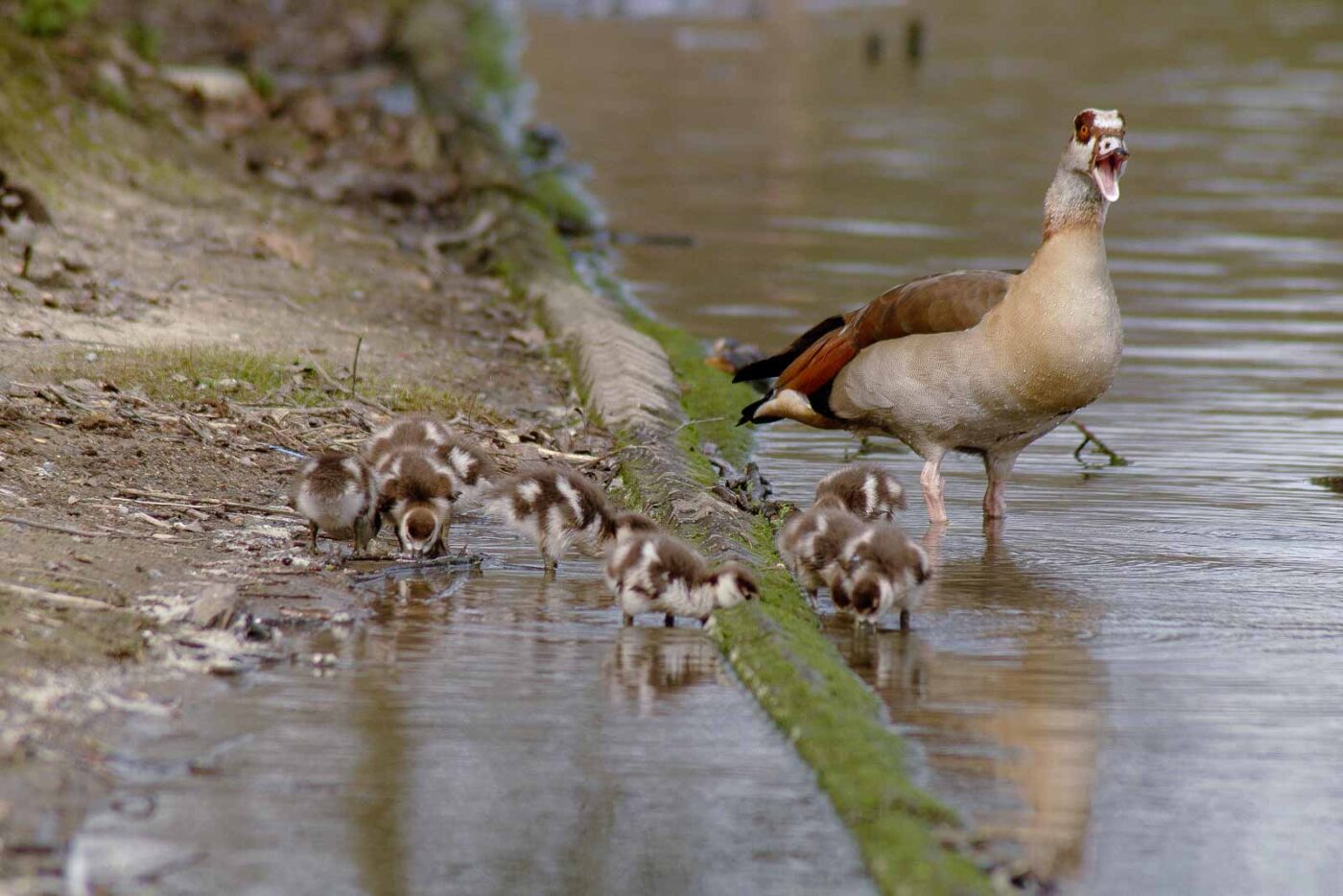 2016-04-03 - Uemminger See Bochum -
