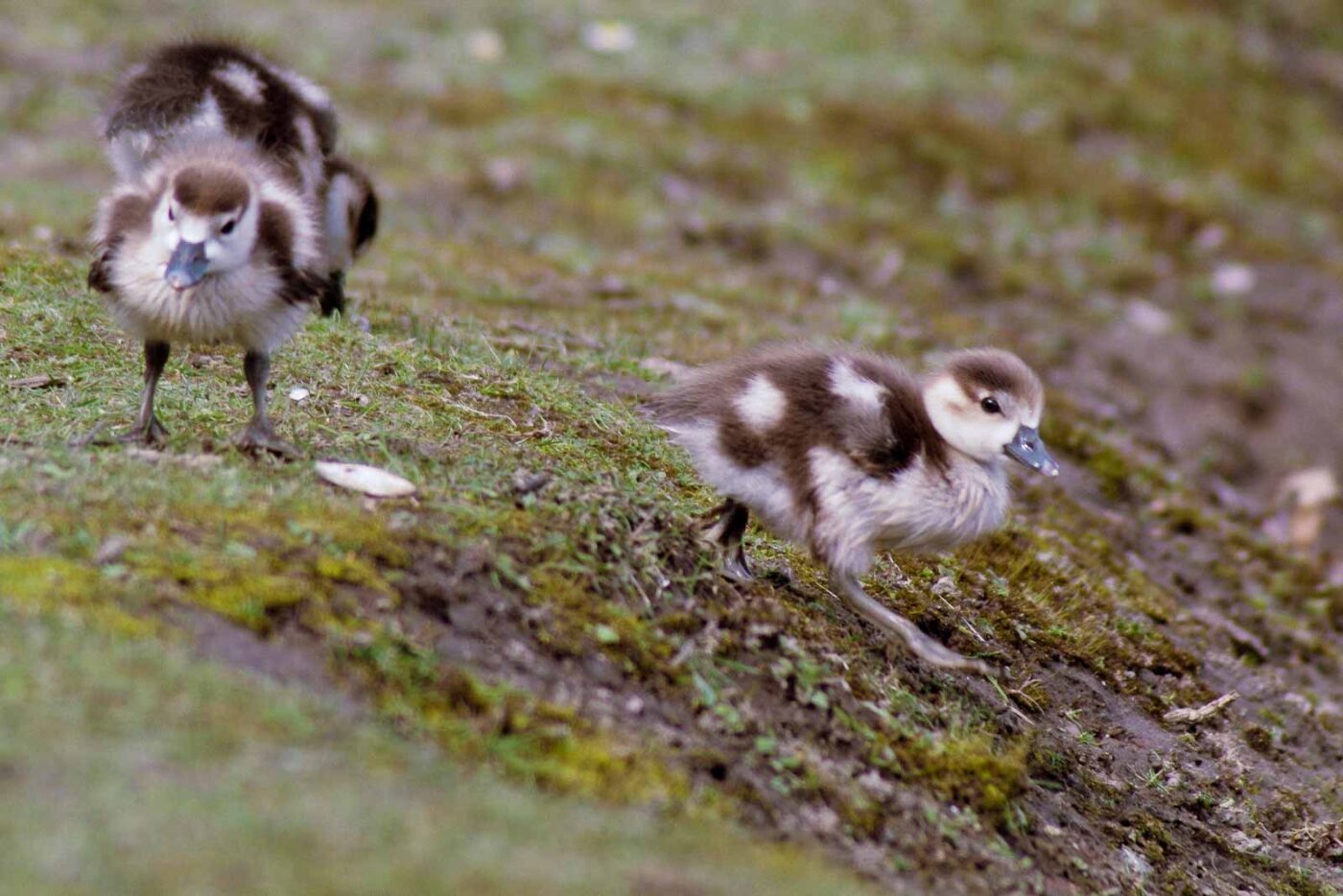 2016-04-03 - Uemminger See Bochum -