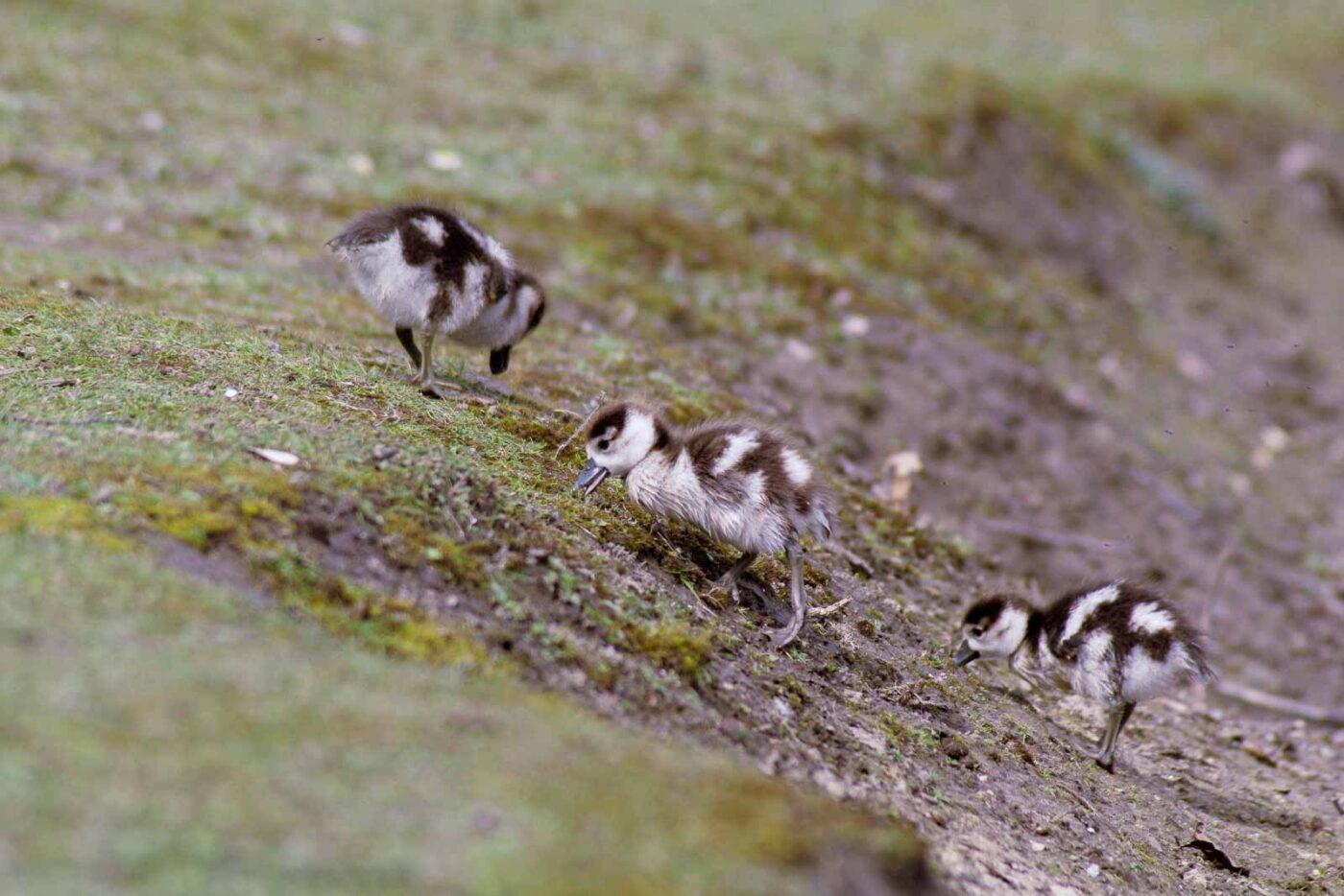 2016-04-03 - Uemminger See Bochum -