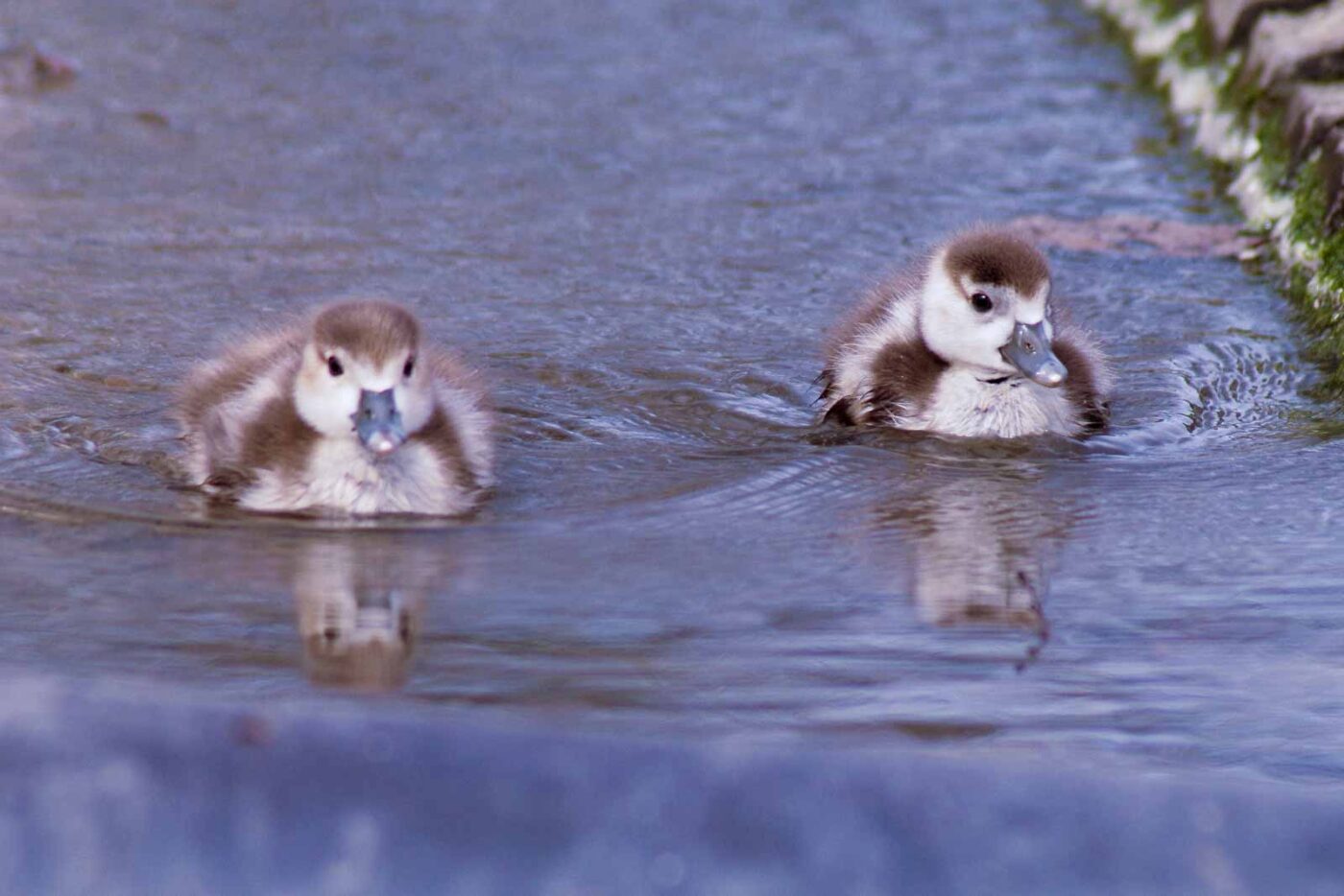 2016-04-03 - Uemminger See Bochum -