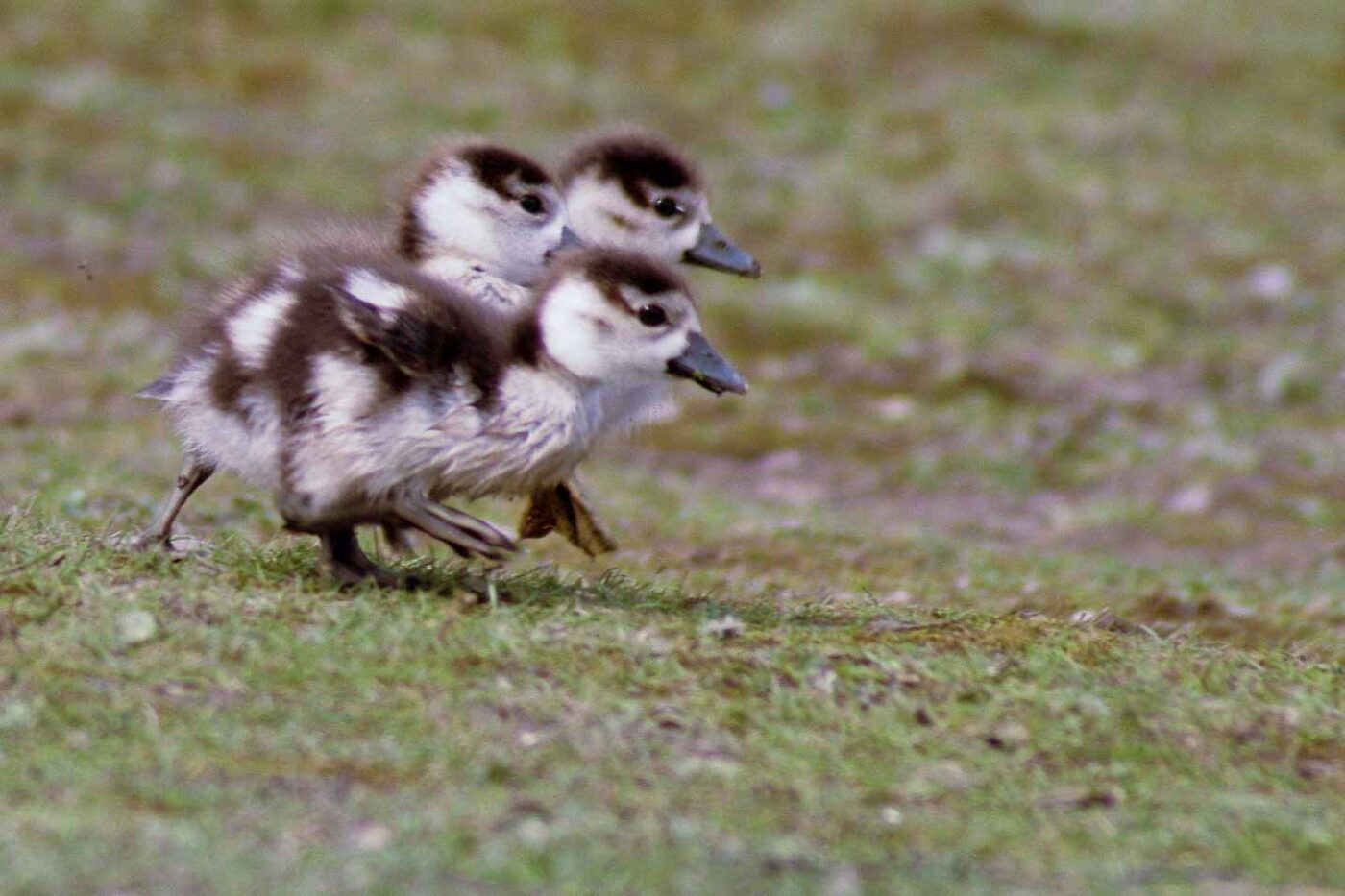 2016-04-03 - Uemminger See Bochum -
