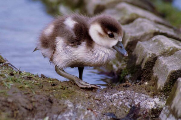 2016-04-03 - Uemminger See Bochum -