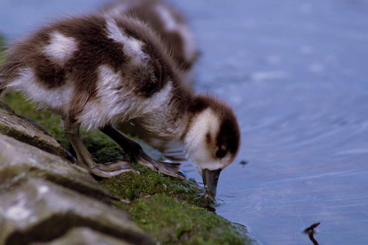 2016-04-03 - Uemminger See Bochum -