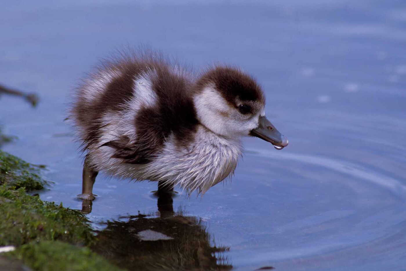 2016-04-03 - Uemminger See Bochum -