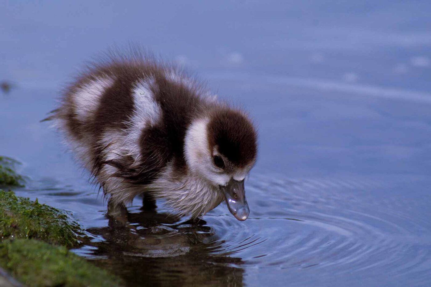 2016-04-03 - Uemminger See Bochum -