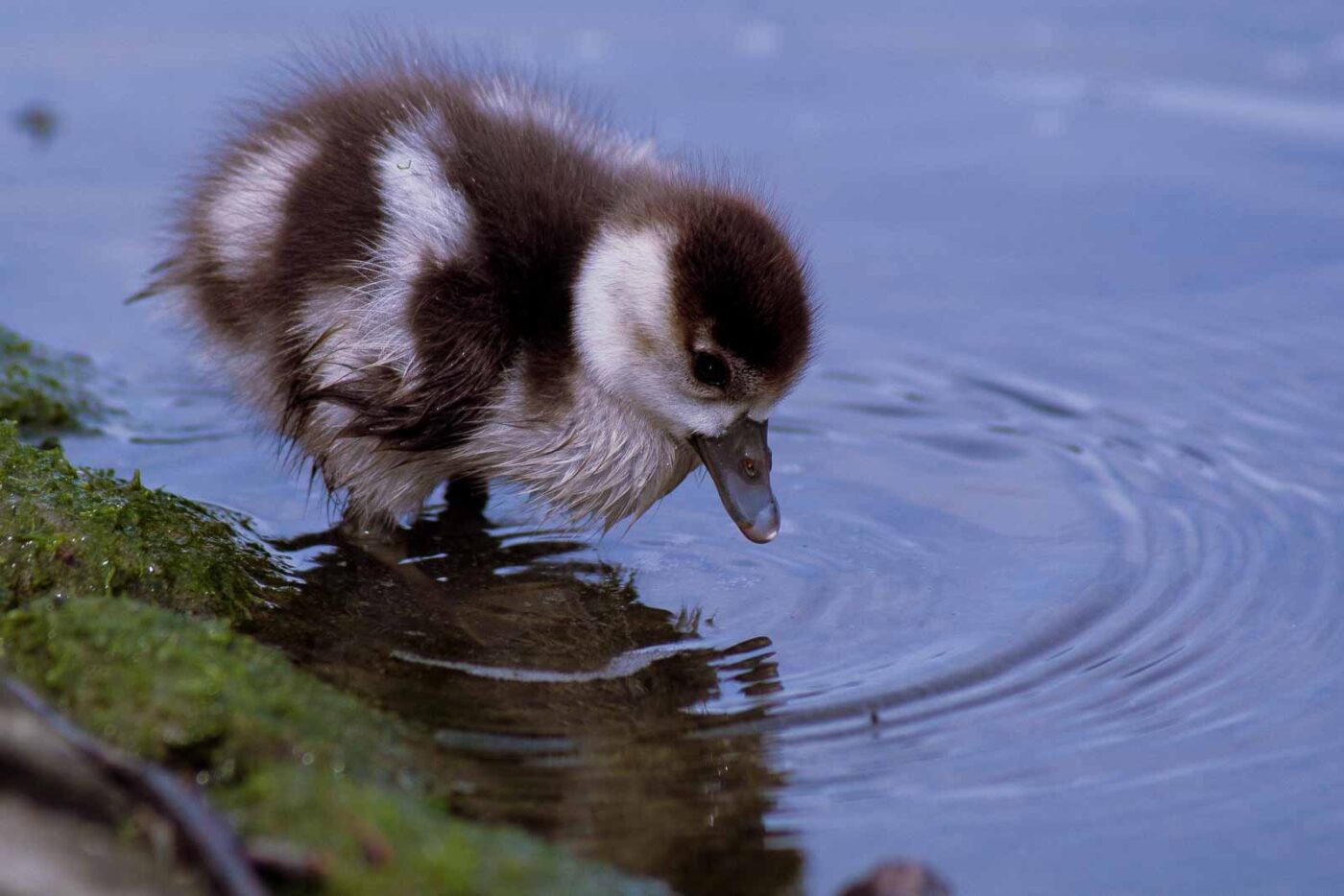 2016-04-03 - Uemminger See Bochum -