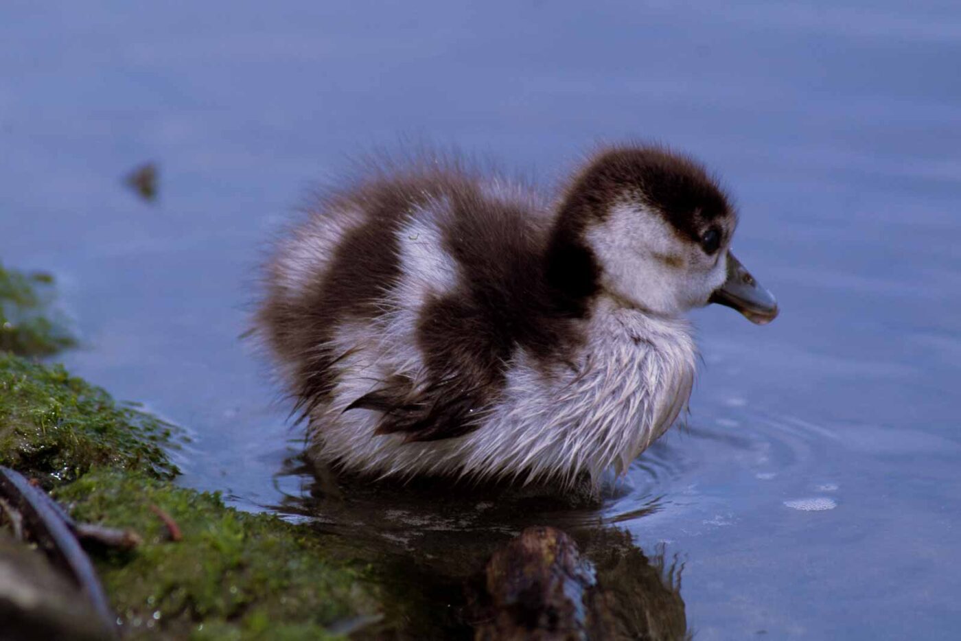 2016-04-03 - Uemminger See Bochum -