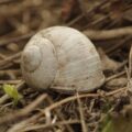 2016-04-10 - NSG Langeloh