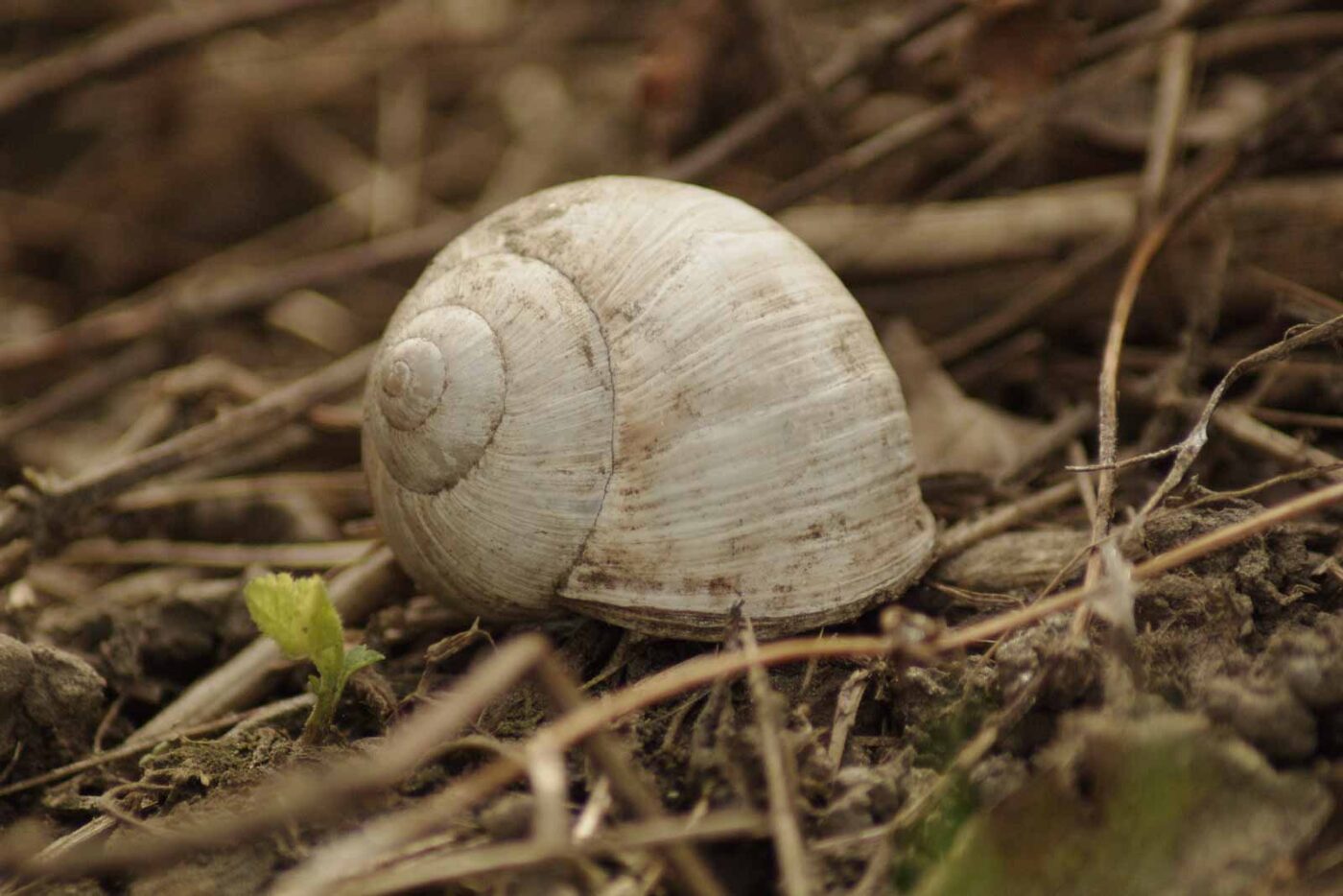 2016-04-10 - NSG Langeloh