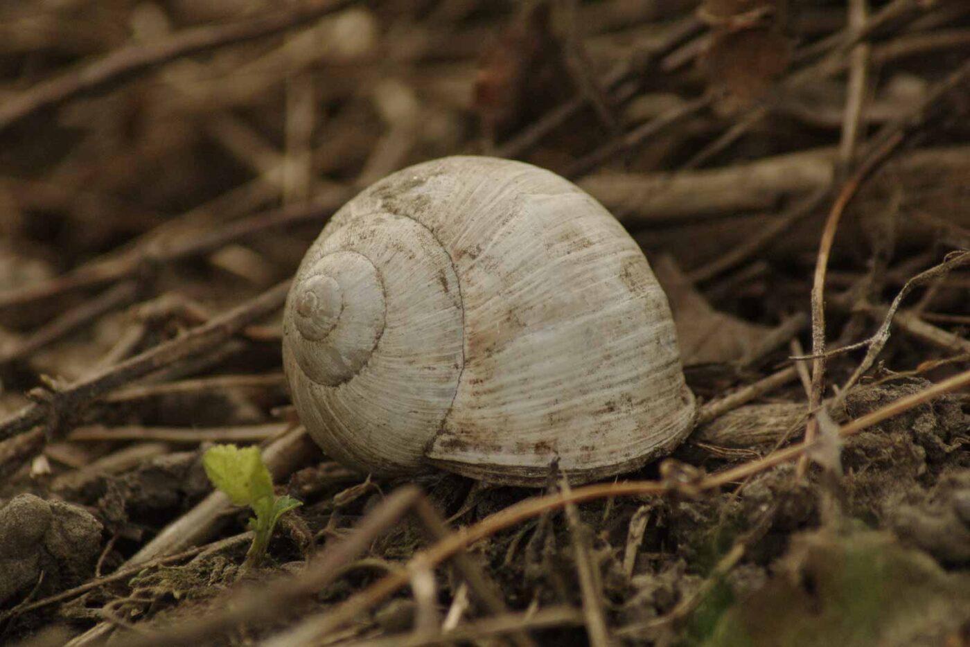 2016-04-10 - NSG Langeloh