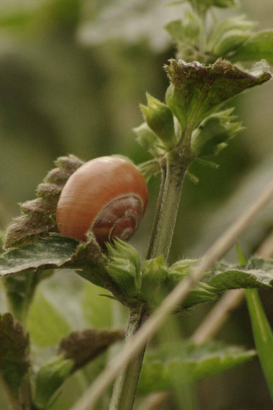 2016-04-10 - NSG Langeloh