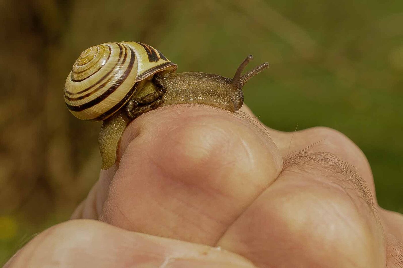 2016-04-10 - NSG Langeloh