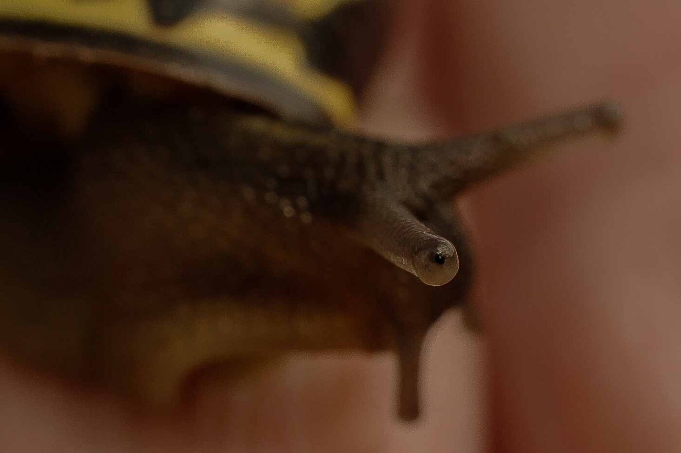 2016-04-10 - NSG Langeloh