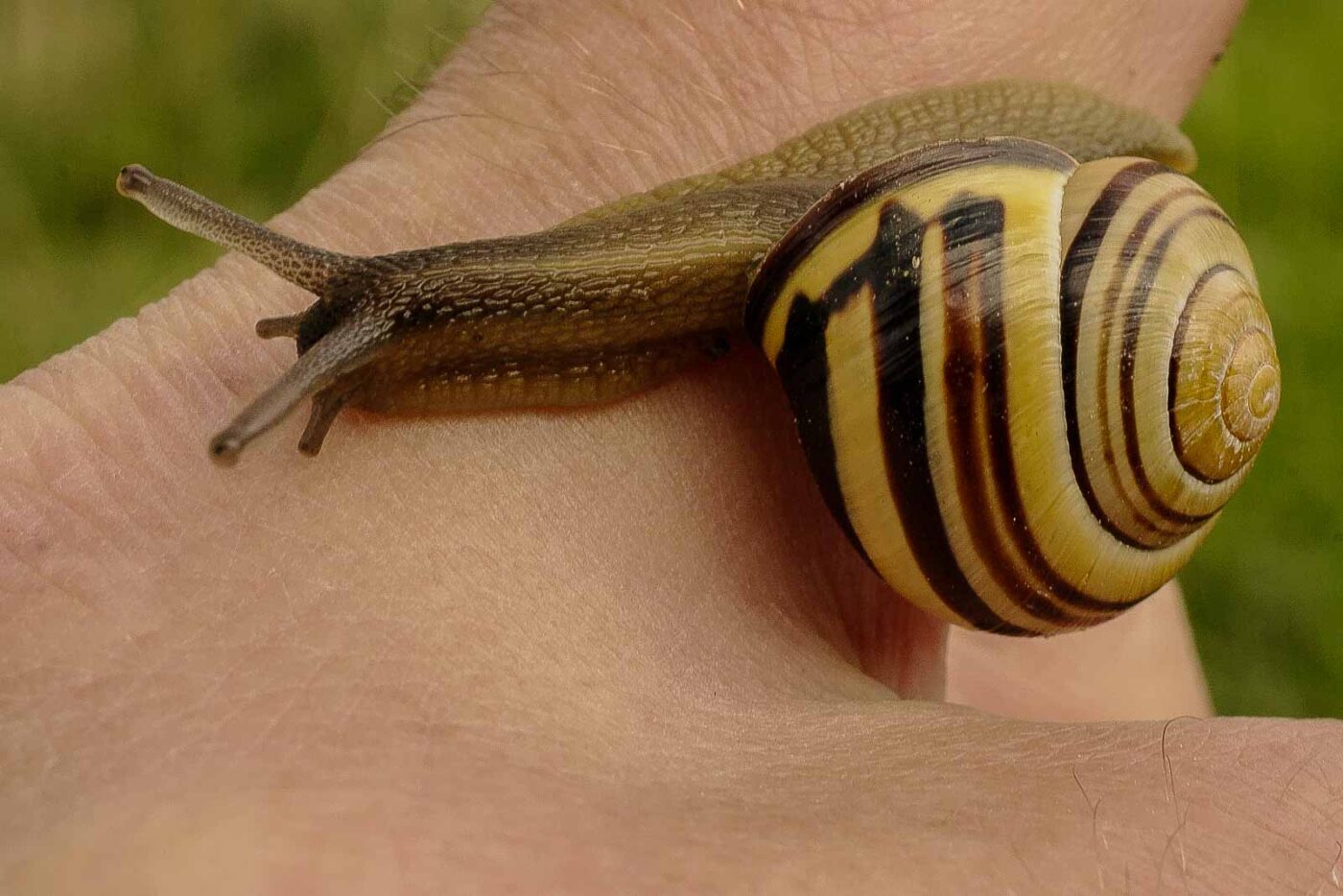 2016-04-10 - NSG Langeloh