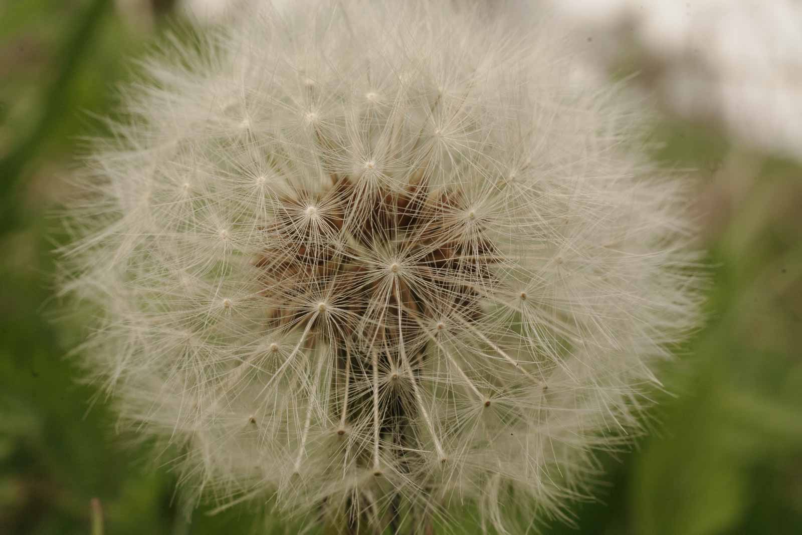 °löwenzahn°