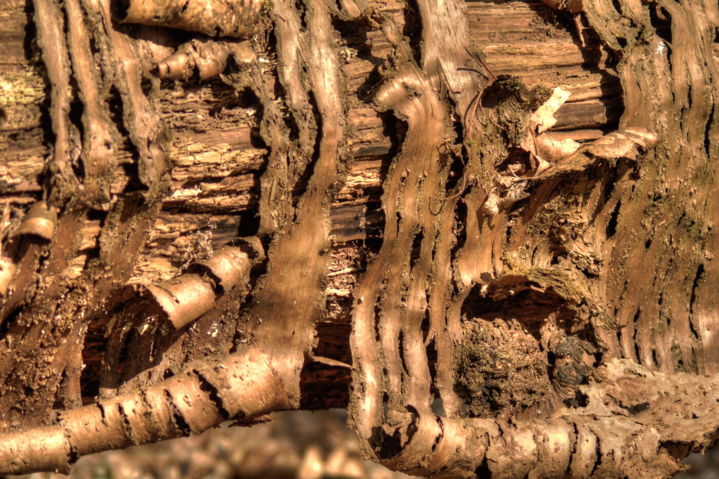 2016-04-10 - NSG Langeloh