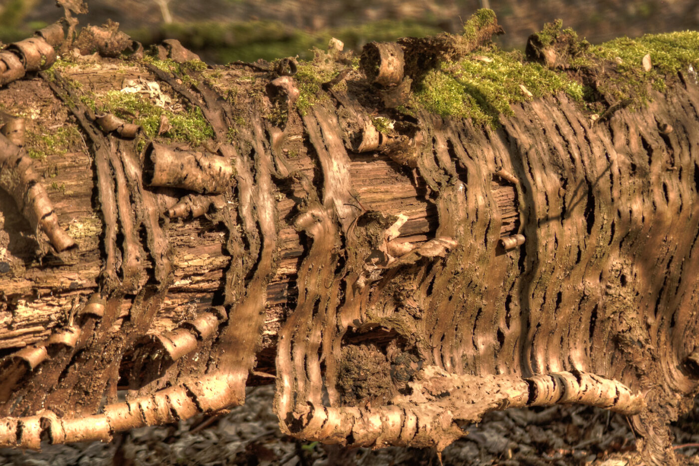 2016-04-10 - NSG Langeloh