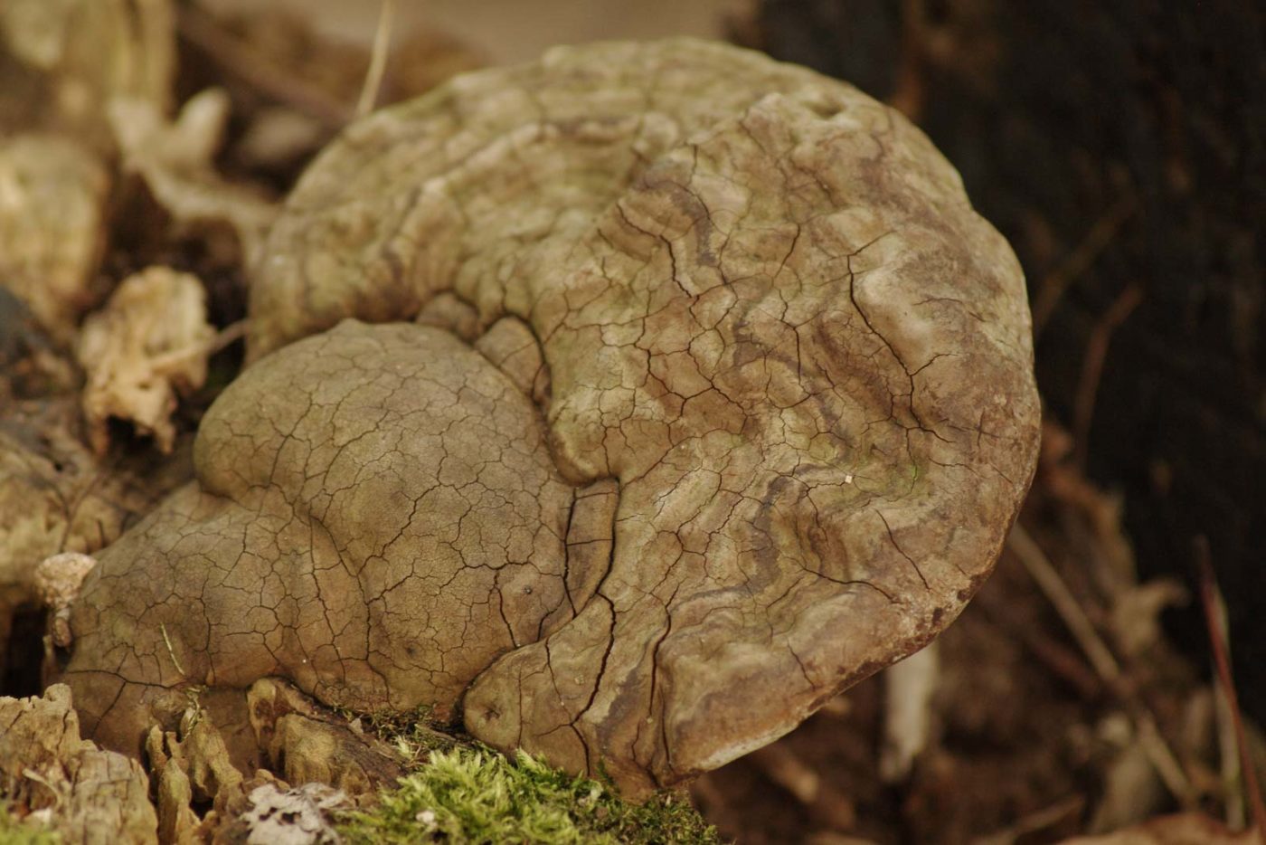 2016-04-10 - NSG Langeloh