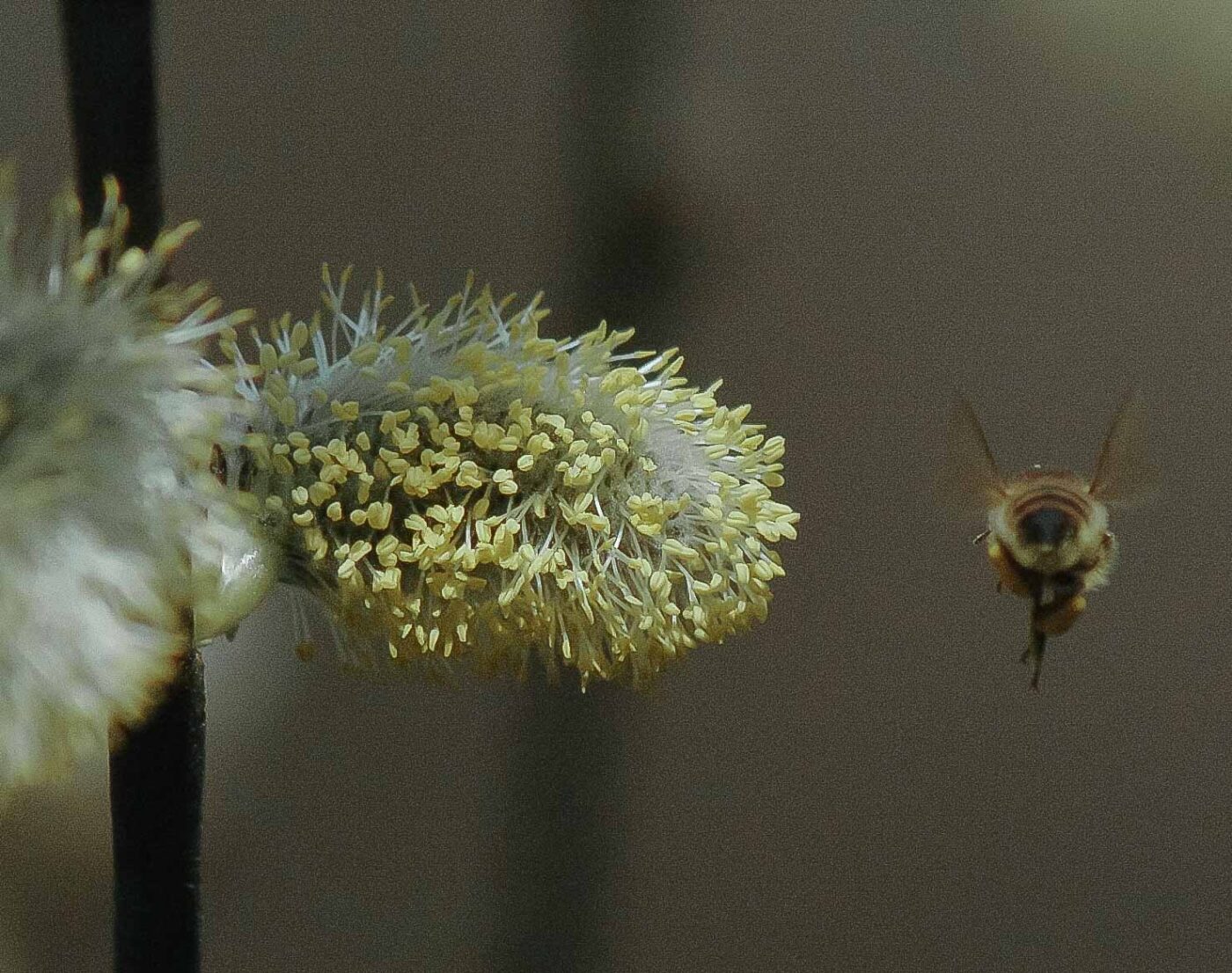 2016-04-10 - NSG Langeloh