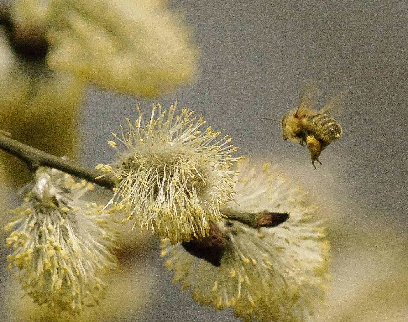 2016-04-10 - NSG Langeloh