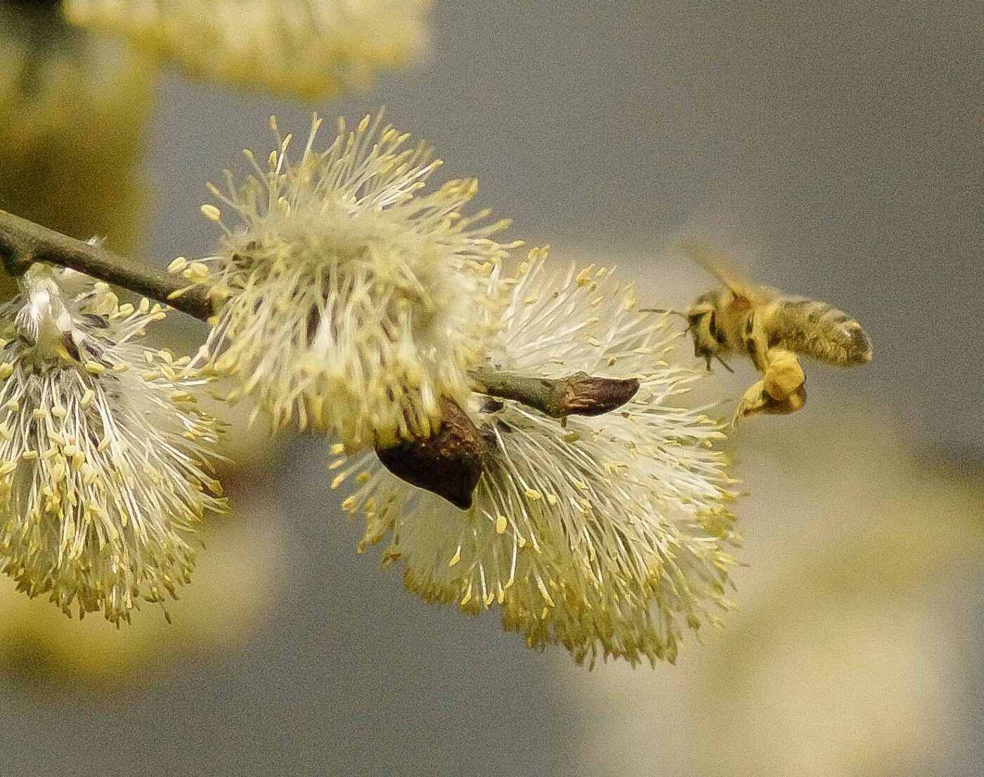 2016-04-10 - NSG Langeloh