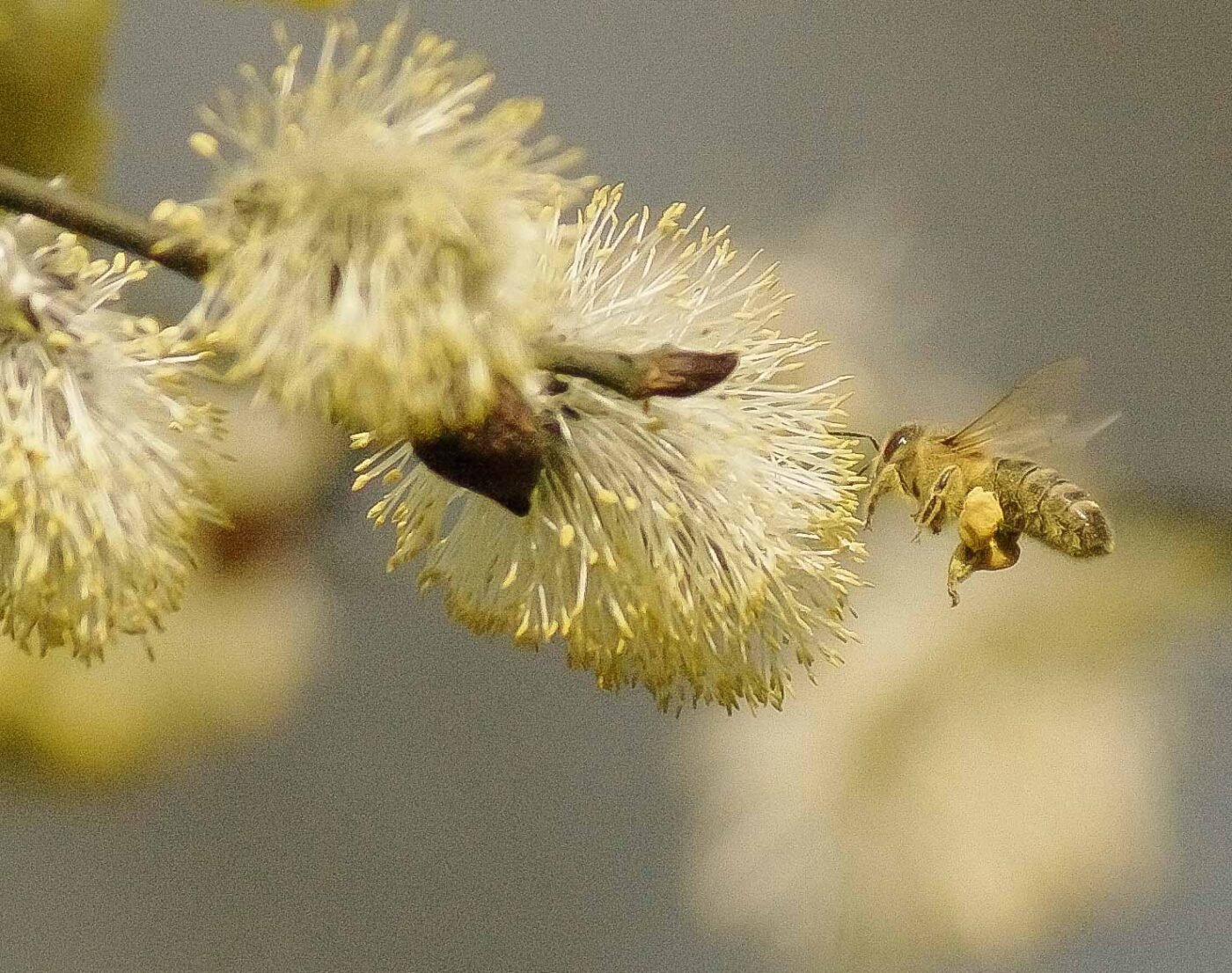 2016-04-10 - NSG Langeloh